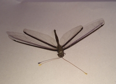 Haploglenius handlirschi