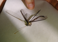 Haploglenius handlirschi