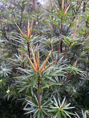 Cyathodes glauca
