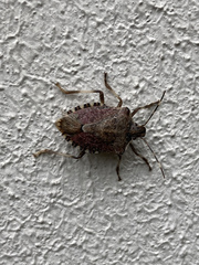 Halyomorpha halys