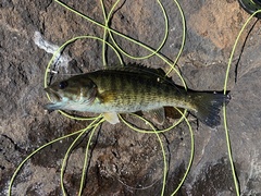 Micropterus coosae