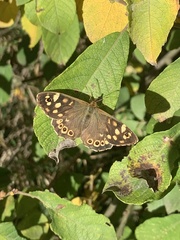 Pararge aegeria