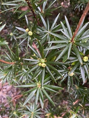 Cyathodes glauca