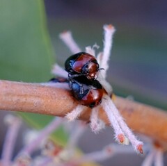 Ditropidus fugitivus