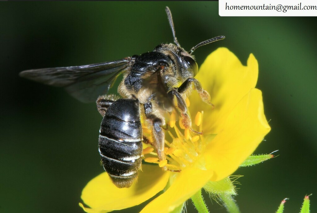Andrena truncatella
