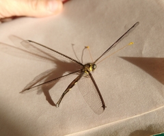 Haploglenius handlirschi
