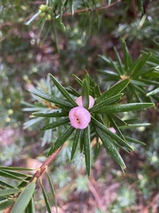 Cyathodes glauca