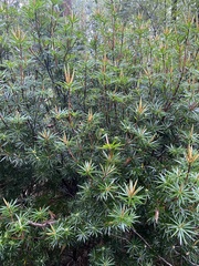 Cyathodes glauca