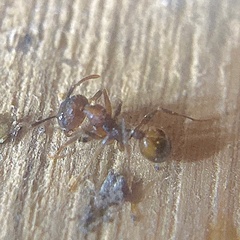 Aphaenogaster fulva
