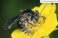 Andrena truncatella