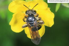 Andrena truncatella