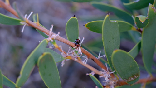 Image of Hakea incrassata by (c) Peter Crowcroft, some rights reserved (CC BY)