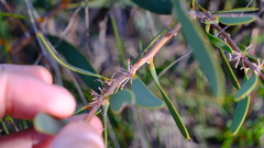 Hakea incrassata