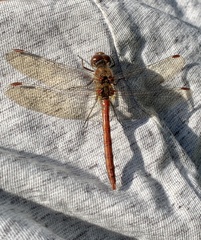 Sympetrum striolatum
