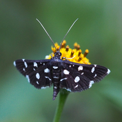 Bocchoris inspersalis