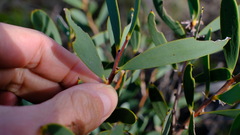 Hakea incrassata