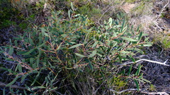 Hakea incrassata