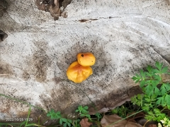 Pluteus aurantiorugosus