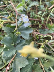 Diplotaxis erucoides