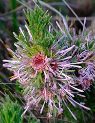 Isopogon asper