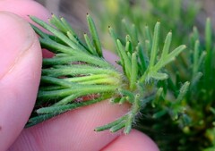 Isopogon asper
