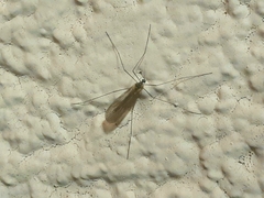 Amphineurus