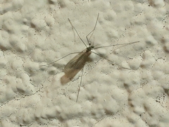 Amphineurus