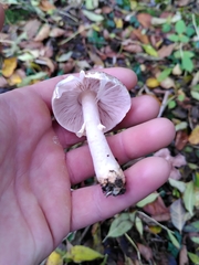 Agaricus sylvaticus