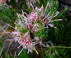 Isopogon asper