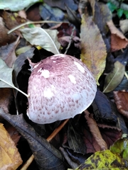 Agaricus sylvaticus