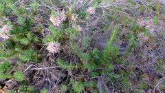 Isopogon asper