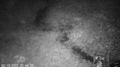 Nyctereutes procyonoides