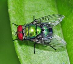 Lucilia retroversa