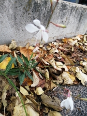 Oenothera lindheimeri