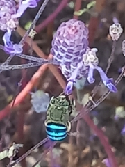 Zonamegilla