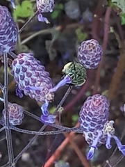 Zonamegilla