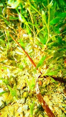 Stigmatopora narinosa