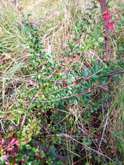 Cotoneaster hjelmqvistii