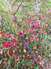 Cotoneaster hjelmqvistii
