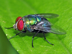 Lucilia retroversa
