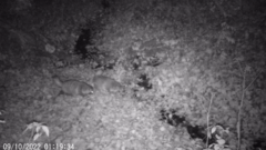 Nyctereutes procyonoides