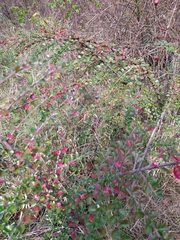 Cotoneaster hjelmqvistii