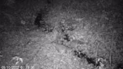 Nyctereutes procyonoides