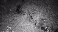 Nyctereutes procyonoides