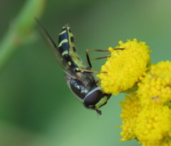 Dasysyrphus creper
