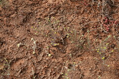 Gnephosis arachnoidea