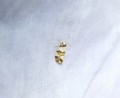 Philenora aspectalella