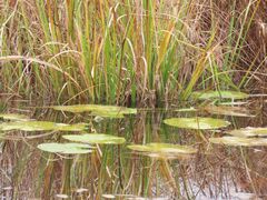 Nymphaea odorata