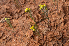 Gnephosis arachnoidea