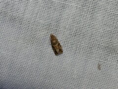 Crocidosema plebejana